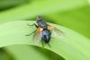 Zophomyia temula